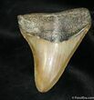 Inch Megalodon Tooth #1052-1